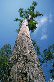 Trunk Collection: King Jarrah Tree - 47 meters high, 500 years old. Western Australia