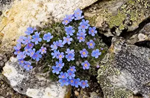 King-of-the-Alps - beautiful dwarf alpine high-altitude cushion plant, at 2900 m, Upper Engadin, Switzerland