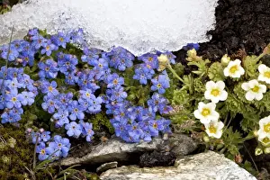 Snowfall Prints: King-of-the-Alps - with A musky saxifrage (Saxifraga exarata ssp exarata) at the snowline in the Swiss Alps
