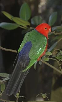 Images Dated 4th August 2012: King Parrot - male