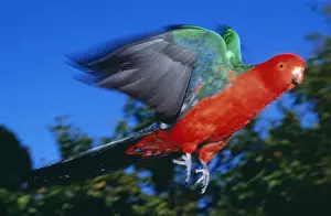 King Parrot Rainforest, Australia