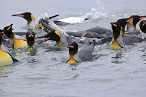 Images Dated 17th January 2008: King Penguin