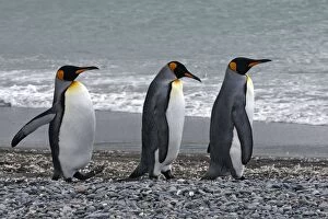 Images Dated 15th January 2008: King Penguin