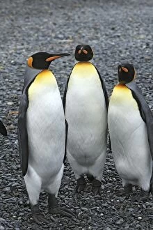 Images Dated 17th January 2008: King Penguin