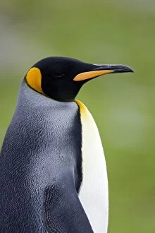 Images Dated 11th January 2008: King Penguin
