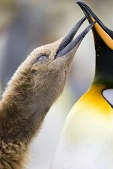 Images Dated 12th January 2008: King Penguin