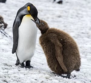 South Georgia Gallery: King Penguin adult feeding chick
