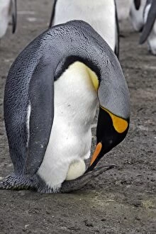 King Penguin - adult incubating