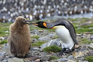 Images Dated 16th January 2008: King Penguin - adult & young King Penguin - adult & young