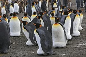 Images Dated 18th January 2008: King Penguin - adults incubating eggs