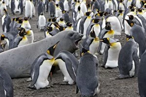 King Penguin - adults incubating with elephant