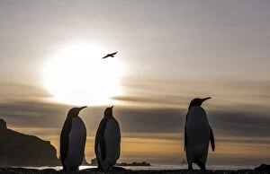 Images Dated 25th October 2015: King Penguin adults walking on the beach at dawn