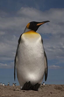 Oxford Gallery: King Penguin (Aptenodytes p. patagonica)