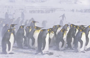 King Penguin (Aptenodytes patagonica) colony