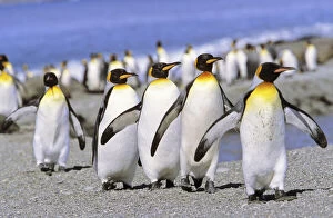 King Penguin (Aptenodytes patagonica) group