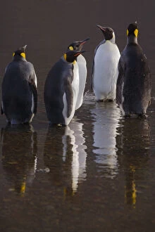 King Penguin (Aptenodytes patagonicus) with