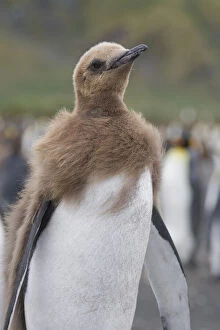 King Penguin (Aptenodytes patagonicus) chick