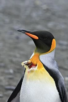Images Dated 17th January 2008: King Penguin - bitten by sea leopard