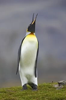 King Penguin - braying