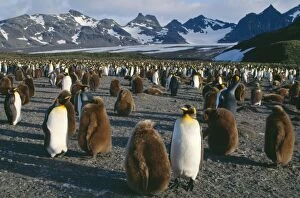 King PENGUIN - Breeding colony with 10 month old chicks
