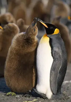 King Penguin - breeding colony - 10 month old chick begging for food from adult. Salisbury Plain - South Georgia - December