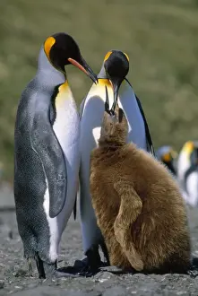 Regurgitating Prints: King Penguin - chick begging for food from adult