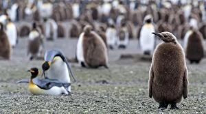 King Penguin chick at colony with mating pair in
