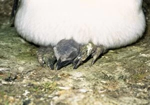King Penguin - With chick on feet