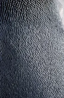 Antartic Prints: King Penguin - close-up of back