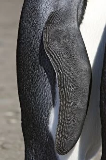 Images Dated 14th January 2008: King Penguin - close-up of wing