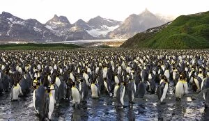Images Dated 18th March 2007: King Penguin colony