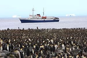 King Penguin - colony