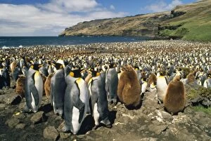 Colonies Gallery: King Penguin - colony