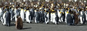 Crowd Gallery: King Penguin colony