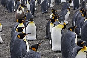 King Penguin - Colony - Brooding adults