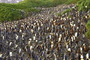 King Penguin colony. South Georgia - Salisbury Plain - Antarctica