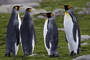Images Dated 16th January 2008: King Penguin - courtship
