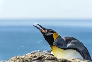 Images Dated 23rd October 2015: King Penguin eating snow