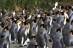 Images Dated 14th January 2008: King Penguin - on eggs