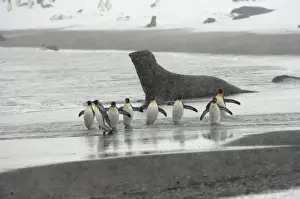 Blizzard Prints: King Penguin and Elephant Seal in background - in blizzard, South Georgia, Antarctica