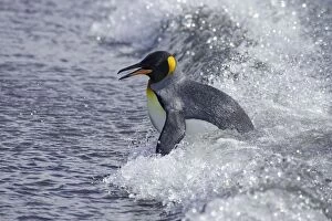 Images Dated 27th April 2006: King Penguin - emerging from sea
