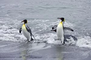 Images Dated 27th April 2006: King Penguin - emerging from sea