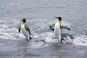 King Penguin - Emerging from sea Aptenodytes patagonicus Ross glacier South Georgia BI008110