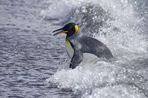 King Penguin - Emerging from sea Aptenodytes patagonicus Salisbury Plain South Georgia BI008044