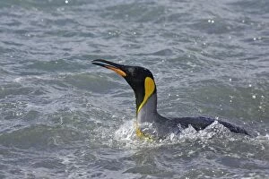 Images Dated 27th April 2006: King Penguin - entering sea