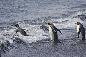 King Penguin - Entering sea Aptenodytes patagonicus Salisbury Plain South Georgia BI008061
