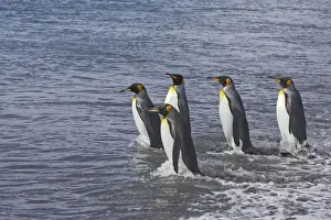 King Penguin - Entering sea Aptenodytes patagonicus Salisbury Plain South Georgia BI008088