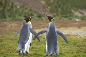 King Penguin - Females wing fighting Aptenodytes patagonicus Salisbury Plain South Georgia BI008291