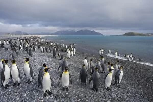 King Penguin - gathering on shoreline