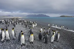 Communities Prints: King Penguin - Gathering on shoreline Aptenodytes patagonicus Salisbury Plain South Georgia BI008378